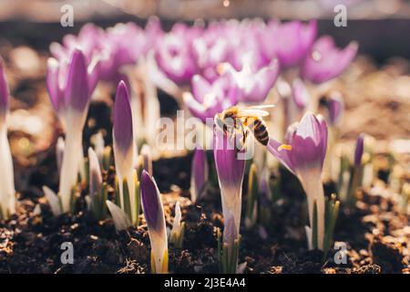 Purpurner Schnee Krokus blüht auf der Wiese. Natürlicher Hintergrund mit blühenden violetten Krokus im frühen Frühjahr. Blühende Lila Crocus Tapete im sonnigen Bokeh l Stockfoto
