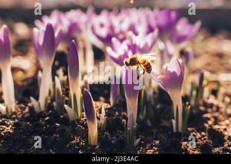 Purpurner Schnee Krokus blüht auf der Wiese. Natürlicher Hintergrund mit blühenden violetten Krokus im frühen Frühjahr. Blühende Lila Crocus Tapete im sonnigen Bokeh l Stockfoto