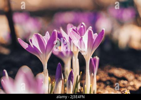 Purpurner Schnee Krokus blüht auf der Wiese. Natürlicher Hintergrund mit blühenden violetten Krokus im frühen Frühjahr. Blühende Lila Crocus Tapete im sonnigen Bokeh l Stockfoto