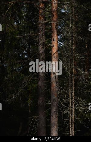 Warmes Frühlingslicht auf Fichtenzweigen und Kiefernstämmen Mitte März in nördlichen Breiten. Stockfoto