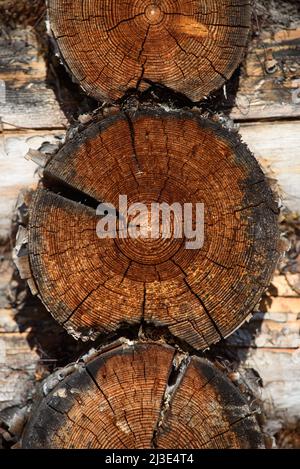 Ein Fragment einer alten Mauer, die aus Holzstämmen gebaut wurde. Stockfoto