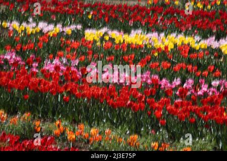Rom, Italien. 05. April 2022. Rom, Italien - 07,04 2022: Die Tulpen des Tulipark-Parks in der Via dei gordiani am Stadtrand von Rom werden der Öffentlichkeit ausgestellt, um fotografiert und gekauft zu werden. Tulipark ist der erste Tulpenpark in Italien. Kredit: Unabhängige Fotoagentur/Alamy Live Nachrichten Stockfoto