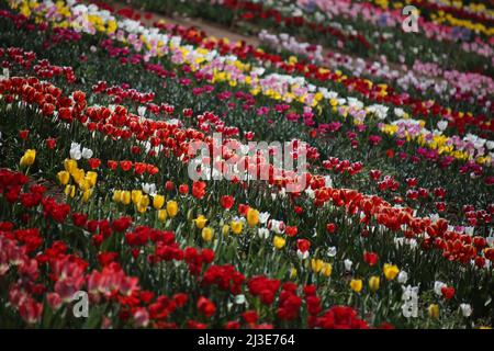 Rom, Italien. 05. April 2022. Rom, Italien - 07,04 2022: Die Tulpen des Tulipark-Parks in der Via dei gordiani am Stadtrand von Rom werden der Öffentlichkeit ausgestellt, um fotografiert und gekauft zu werden. Tulipark ist der erste Tulpenpark in Italien. Kredit: Unabhängige Fotoagentur/Alamy Live Nachrichten Stockfoto