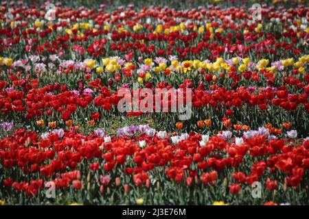 Rom, Italien. 05. April 2022. Rom, Italien - 07,04 2022: Die Tulpen des Tulipark-Parks in der Via dei gordiani am Stadtrand von Rom werden der Öffentlichkeit ausgestellt, um fotografiert und gekauft zu werden. Tulipark ist der erste Tulpenpark in Italien. Kredit: Unabhängige Fotoagentur/Alamy Live Nachrichten Stockfoto