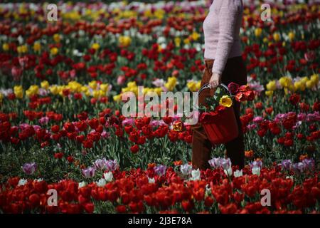 Rom, Italien. 05. April 2022. Rom, Italien - 07,04 2022: Die Tulpen des Tulipark-Parks in der Via dei gordiani am Stadtrand von Rom werden der Öffentlichkeit ausgestellt, um fotografiert und gekauft zu werden. Tulipark ist der erste Tulpenpark in Italien. Kredit: Unabhängige Fotoagentur/Alamy Live Nachrichten Stockfoto