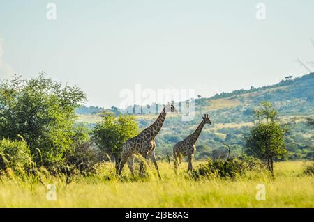 Authentische True South African Safari Erfahrung in buschfeld in einem Naturschutzgebiet Stockfoto