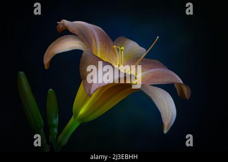 Eine aprikosenfarbene Day Lily -Familie Hemerocallis- Blume in weichem, stark dunklem Stimmungslicht mit dem beleuchteten Stigma; eingefangen in einem Studio Stockfoto