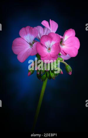 Eine Gruppe rosa Geranium -Geranium pelargonium x hotorum- Blüten in weichem, dunkelblauem Stimmungslicht; aufgenommen in einem Studio Stockfoto