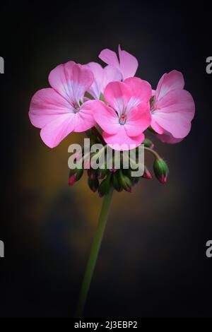 Eine Gruppe rosa Geranium -Geranium pelargonium x hotorum- blüht in weichem, warmem, dunklem Stimmungslicht; aufgenommen in einem Studio Stockfoto