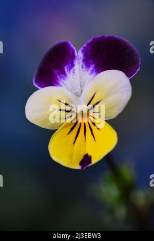 Eine violette, weiße und gelbe Johnny Jump Up Heartsease -Viola tricolor- Blume in weichem, dunkelblauem Stimmungslicht; aufgenommen in einem Studio Stockfoto