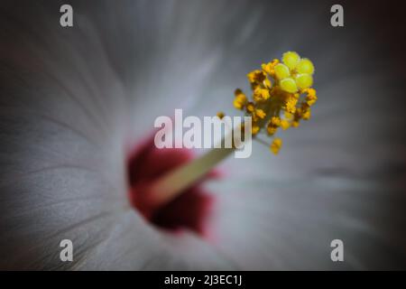 Eine extreme Nahaufnahme eines weißen Hibiscus -Hibiscus sinensis- blüht Stigma, Stempel und Staubgefäß in sanfter, dunkler Stimmungsbeleuchtung; aufgenommen in einem Studio Stockfoto