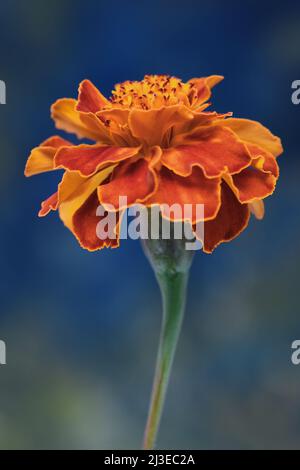 Eine gelbliche orange Ringelblume -Ringelblume Tagetes- der Familie der Asteraceae Blume in sanftblauem Stimmungslicht; eingefangen in einem Studio Stockfoto