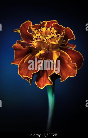 Eine gelb-rostige orange Marigold -Marigold-Tagetes- der Familie der Asteraceae in sanftem dunkelblauem Stimmungslicht; eingefangen in einem Studio Stockfoto