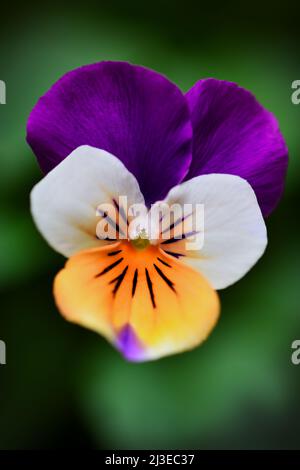 Eine extreme Nahaufnahme einer violett-weißen und orangen Pansy -Viola x wittrockiana- Blume in sanfter dunkler Stimmungsbeleuchtung; aufgenommen in einem Studio Stockfoto