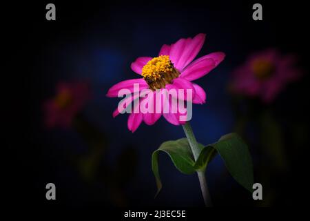 Eine leuchtend rosa Zinnia -Zinnia elegans- Blume in sanftem dunkelblauem Stimmungslicht; eingefangen in einem Studio Stockfoto