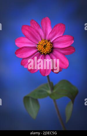 Eine leuchtend rosa Zinnia -Zinnia elegans- Blume in sanftem dunkelblauem Stimmungslicht; eingefangen in einem Studio Stockfoto