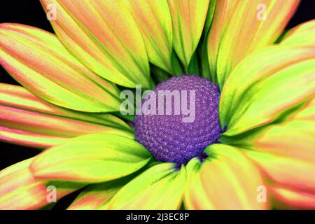 Eine extreme Nahaufnahme einer psychedelisch aussehenden Chrysanthemum -Familie der Asteraceae- Blume mit orangefarbenen, grünen, gelblichen Blütenblättern und einem violetten Zentrum Stockfoto