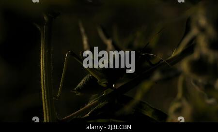 An einem sonnigen Sommertag sitzt eine Heuschrecke im Gras. Kreativ. Ein kleines grünes Insekt aus nächster Nähe, wildes Naturkonzept. Stockfoto