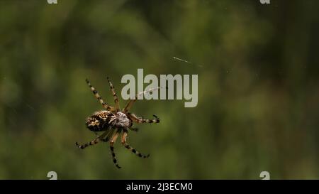 Sommer Naturlandschaft mit einer Spinne in der Mitte des Netzes. Kreativ. Nahaufnahme einer Spinne auf einem verschwommenen grünen Hintergrund. Stockfoto