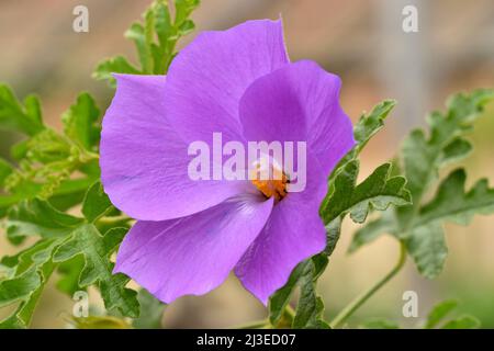 Flieder-Hibiskus (Blauer Hibiskus) (Alyogyne huegelii) Blume. Stockfoto