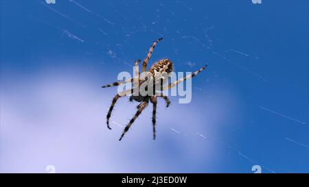 Sommer Naturlandschaft mit einer Spinne in der Mitte des Netzes. Kreativ. Nahaufnahme einer Spinne auf einem verschwommenen grünen Hintergrund. Stockfoto