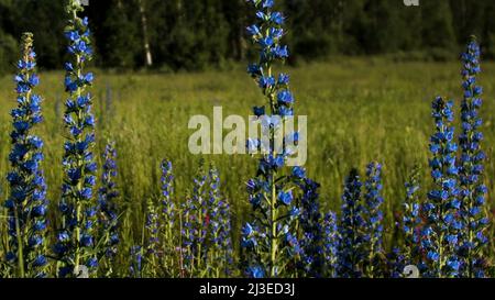 Blaue Lupine blüht auf der grünen Sommerwiese. Kreativ. Nahaufnahme von frischen und schönen Blumen auf dem Feld unter der strahlenden Sonne. Stockfoto