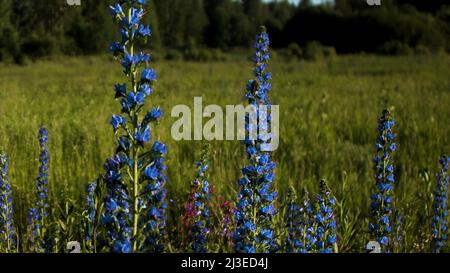 Blaue Lupine blüht auf der grünen Sommerwiese. Kreativ. Nahaufnahme von frischen und schönen Blumen auf dem Feld unter der strahlenden Sonne. Stockfoto