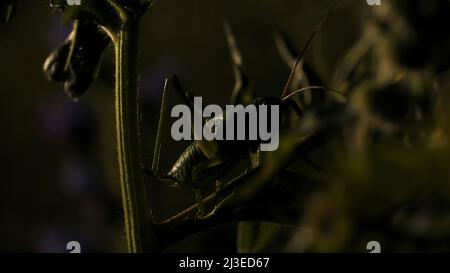 An einem sonnigen Sommertag sitzt eine Heuschrecke im Gras. Kreativ. Ein kleines grünes Insekt aus nächster Nähe, wildes Naturkonzept. Stockfoto