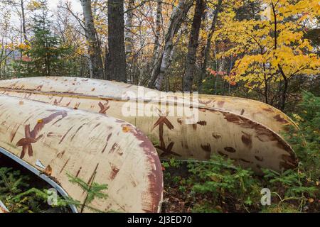 Im Herbst im Wald umgedrehte Aluminiumkanus aus Birkenrindenimitation, Lac Taureau, Saint-Michel-des-Saints, Lanaudiere, Quebec, Kanada. Stockfoto