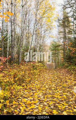 Im Herbst ist der Weg mit gefallenen Blättern im Wald bedeckt. Stockfoto