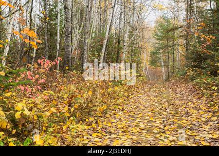 Im Herbst ist der Weg mit gefallenen Blättern im Wald bedeckt. Stockfoto