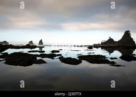 WA21350-00...WASHINGTON - Morgenlicht auf den vorgelagerten Felsen und Seestacks entlang der Wildnisküste des Olympic National Park. Stockfoto