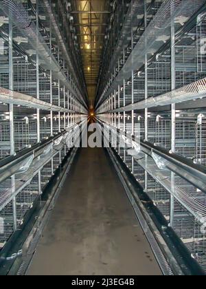 Reihen leerer Käfige aus dem Inneren eines industriellen Hühnereischichteingrenzungsgebäudes. Stockfoto