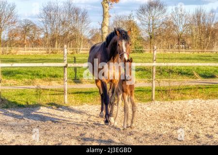 Ein einwöchiges dunkelbraunes Fohlen steht draußen in der Sonne mit ihrer Mutter. stute mit rotem Halfter. Warmblut, KWPN Dressurpferd. Tierische Themen, Neugeborene Stockfoto