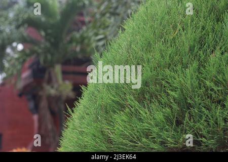 Nahaufnahme eines Bündels von Casuarina equisetifolia Blättern oder allgemein bekannt als australische Kiefer oder pfeifende Kiefer Stockfoto