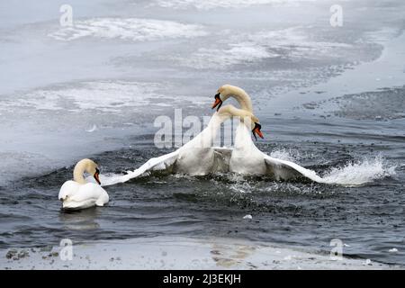 Kampf gegen stumme Schwäne in Helsinki, Finnland Stockfoto