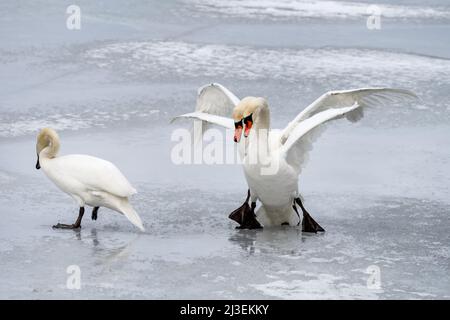 Kampf gegen stumme Schwäne in Helsinki, Finnland Stockfoto