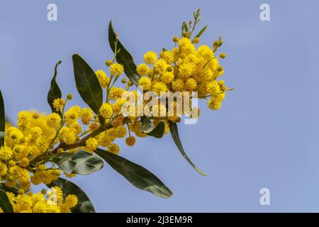 Gelbe Blüten eines blühenden Cootamundra-Wattle Acacia baileyana-Baumes aus der Nähe auf einem verschwommenen Hintergrund Stockfoto