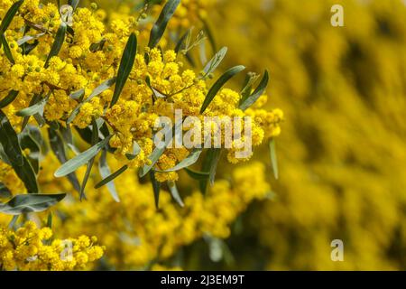 Gelbe Blüten eines blühenden Cootamundra-Wattle Acacia baileyana-Baumes aus der Nähe auf einem verschwommenen Hintergrund Stockfoto