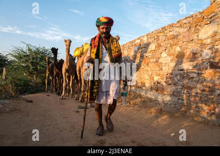 Ein Kamelhirte nimmt seine Herde zurück am Tagesende. Pushkar, Rajasthan, Indien Stockfoto