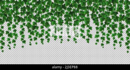 Efeu Kletterreben Rahmen, grüne Blätter der kriechenden Pflanze, botanische dekorative Bordüre Design isoliert auf transparentem Hintergrund. Hedera-Zweig hängen Stock Vektor