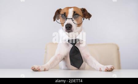 Hund Jack Russell Terrier in Krawatte und Brille sitzt an einem Schreibtisch. Stockfoto