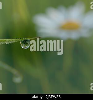 Grashalm mit Tau-Tropfen und einer Gänseblümchen-Reflektion Stockfoto