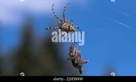 Wilde Raubspinne im Netz. Kreativ. Große Spinne auf dem Netz auf dem Hintergrund des blauen Himmels. Spider sitzt auf dem Netz auf der Sommerwiese Stockfoto