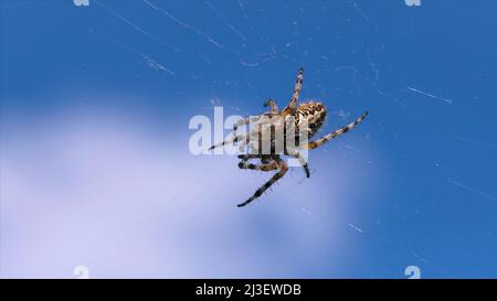 Wilde Raubspinne im Netz. Kreativ. Große Spinne auf dem Netz auf dem Hintergrund des blauen Himmels. Spider sitzt auf dem Netz auf der Sommerwiese Stockfoto