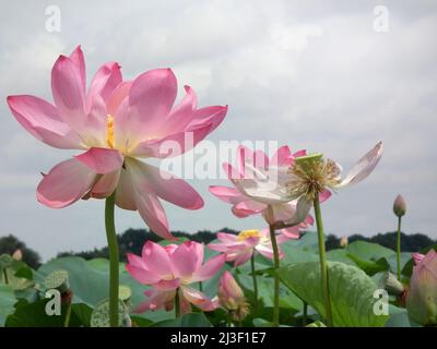 Schöne rosa Lotusblumen wachsen auf dem See. Asiatische große Lotos. Nelumbo nucifera Stockfoto