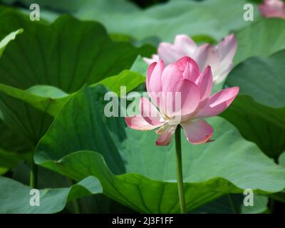 Schöne rosa Lotusblumen wachsen auf dem See. Asiatische große Lotos. Nelumbo nucifera Stockfoto