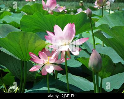 Schöne rosa Lotusblumen wachsen auf dem See. Asiatische große Lotos. Nelumbo nucifera Stockfoto