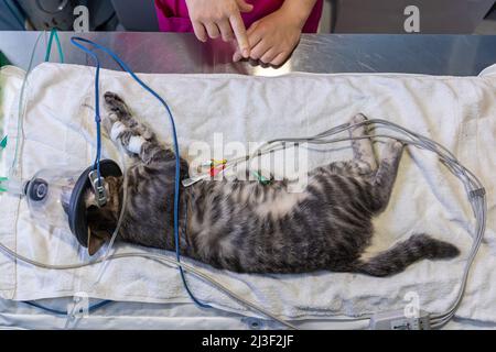 Sedatierte Katze mit einer Sauerstoffmaske auf einem Operationstisch Stockfoto