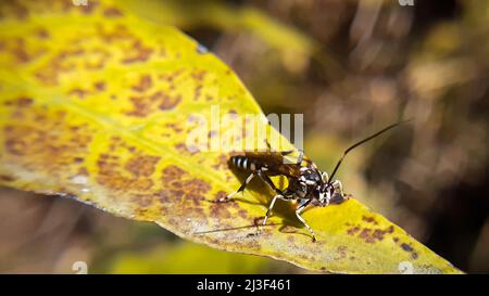 Wunderschöne Wespe, die auf dem Blatt ruht. Die Ichneumonidae, auch Ichneumonwespen genannt, Stockfoto